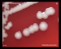 colonies of klebsiella on blood agar, gamma-hemolysis
